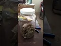 Neptune seed bank review MUST WATCH IF YOUR PLANNING ON ORDERING FROM NEPTUNE seed bank