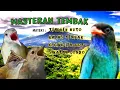 Download Lagu MASTERANTEMBAK-tengkek buto-kapastembak-cicak jenggot-sikatan londo #burunggacormasteran #kicaumania
