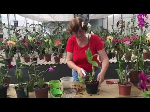 QUAL O SEGREDO DESTA ORQUÍDEA? DENPHAL POR TERESINHA KUNZ