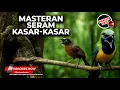 Download Lagu 🔴Masteran Tembakan Kasar Cucak Cungkok Gacor vs Tepus Kepala Abu Abu Gacor
