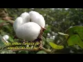Creedence Clearwater Revival - Cotton Fields Traducao