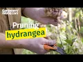 When is the best time to prune hydrangea