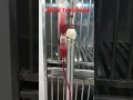 Download Lagu Blood Transfusion in pup #viral #shorts #dog