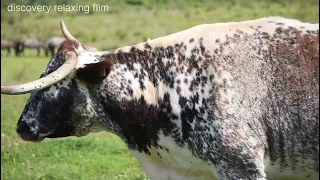 cow casttle beautiful relaxin music peaceful soothing instrumental music cowbell sounds 