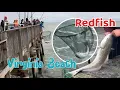 Redfish Red Drum Little Island Fishing Pier Sandbridge in Virginia Beach