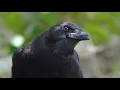 Download Lagu Crow Calling Cawing Sound Effects - 10 Hours