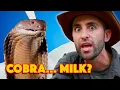 KING COBRA - World s Deadliest Venom Milking