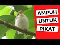 Download Lagu SUARA PRENJAK LUMUT [ ANAKAN ] AMPUH UNTUK PIKAT