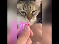 Download Lagu Watch with sound on! #shortfeed #cat #youtube #dsh #youtubefeeds #youtubeshort #feline #yummy #vet