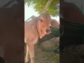 Download Lagu cow 🐄 Desi look #desilook #trendig
