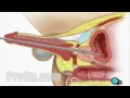Lagu Cystoscopy Male via Penis Surgery - Patient Education