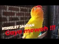 Download Lagu Lovebird konslet jantan mewah