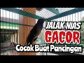 Jalak Nias Gacor, Cocok Buat Pancingan
