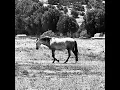 Pale Horse