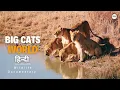 Big Cats World - हिन्दी डॉक्यूमेंट्री | Wildlife documentary in Hindi