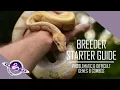 Ball Python Breeding Starter Guide Problematic Difficult Genes