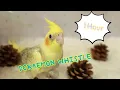 Download Lagu Doraemon Whistle #cockatiel #whistle #songforbirds