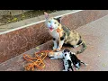 Download Lagu Tied Mom Cat Was Thrown Out With Her Kittens In The Area Without Water
