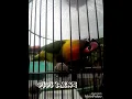 Lovebird mentil gigit ruji bibi lung