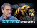 Download Lagu The Incredible Design of Honeybees: Proof of a Brilliant Creator