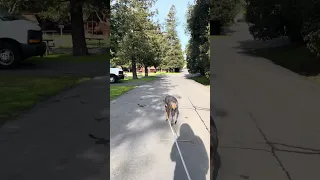 Taking a stroll with Violet
