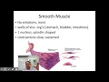Chapter 6 Muscular System Part 1