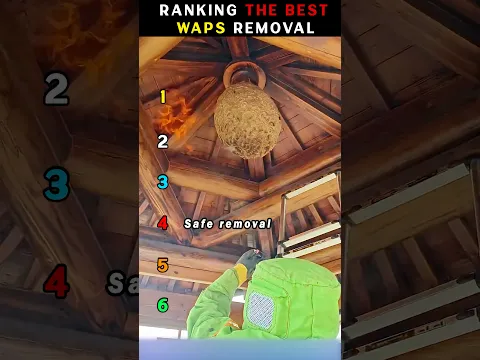 Ranking the CRAZIEST Wasp Nest Removals! 😭🐝 #usa