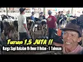 Download Lagu Turun Satu Juta 500‼️Harga Sapi Jantan Fh Umur 10 Bulan Hingga 1 Tahunan