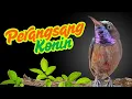 Download Lagu Pancingan Konin Agar Bunyi #kicaumania #konin #kolibrininja