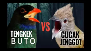 Download MASTERAN MANTAP JERNIH TENGKEK BUTO VS CUCAK JENGGOT MP3