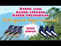 Download Lagu Suara Burung Kacer Ribut Untuk Pikat Dan Pancingan Kacer agar Cepet Gacor