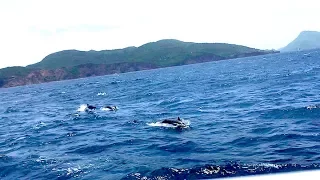 HALYARD BROKE :((( and sailing with Dolphins  / Sailing Aquarius #14