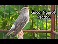 Download Lagu Masteran burung sanger gacor ngerol pedas