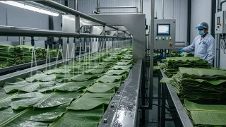 Banana Leaf Factory Tour From Raw Leaves to Export-Ready Packs Full Process