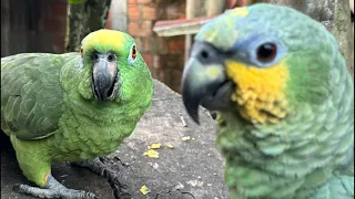 Mira que hablan los loros 🦜😳