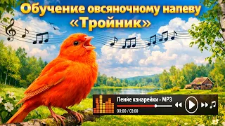 Аудио тройник канарейка Для Обучения овсяночного напева