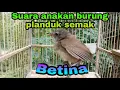 Lagu suara anakan burung planduk semak betina