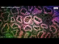 Egbert - Haasten (10 Jaar LIVE Remix) [GEM Records]