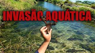 A EPIDEMIA DESSE PEIXE CONTINUA ASSUSTANDO!