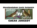 Download Lagu Cara membedakan jenis kelamin cucak jenggot