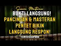 Download Lagu 🔊 BUKTI LANGSUNG! Live Pancingan \u0026 Masteran Pentet Bikin Langsung Respon!