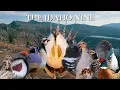 The Idaho Nine - An Idaho Upland Hunting Film