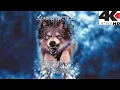 Download Lagu SONATA ARCTICA - For the Sake of Revenge (FULL CONCERT - 4K HD)