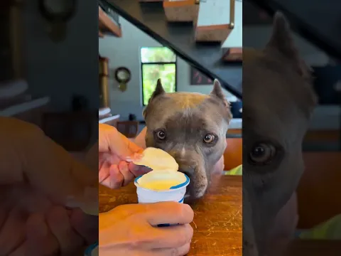 soy el perro manzana yogurt más guapo? #viral #perros #perrofeliz #dúo