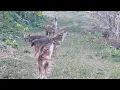 Golden Jackal Sound--শিয়ালের ডাক--Sheyal er Dak New--Jackal Calling Sound--Jackal Crying Sound