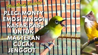 kicau burung pleci masteran cucak jenggot