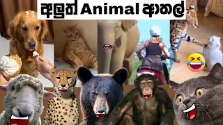 animal athal katha sattu athal animal athal memes sinhala meme athal