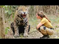 Download Lagu Ze heeft als kind een jaguar grootgebracht 🐆❤️ Jaren later heeft hun emotionele hereniging iedere...