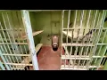 JFK Assassination Exclusive Inside Oswald s Jail Cell - Escaping The Mouse