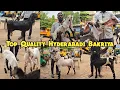 Download Lagu Top Quality breedline ke hyderabadi bakriya \u0026 🐐 kids available in Hyderabad at i a Mashallah 🐐 farm